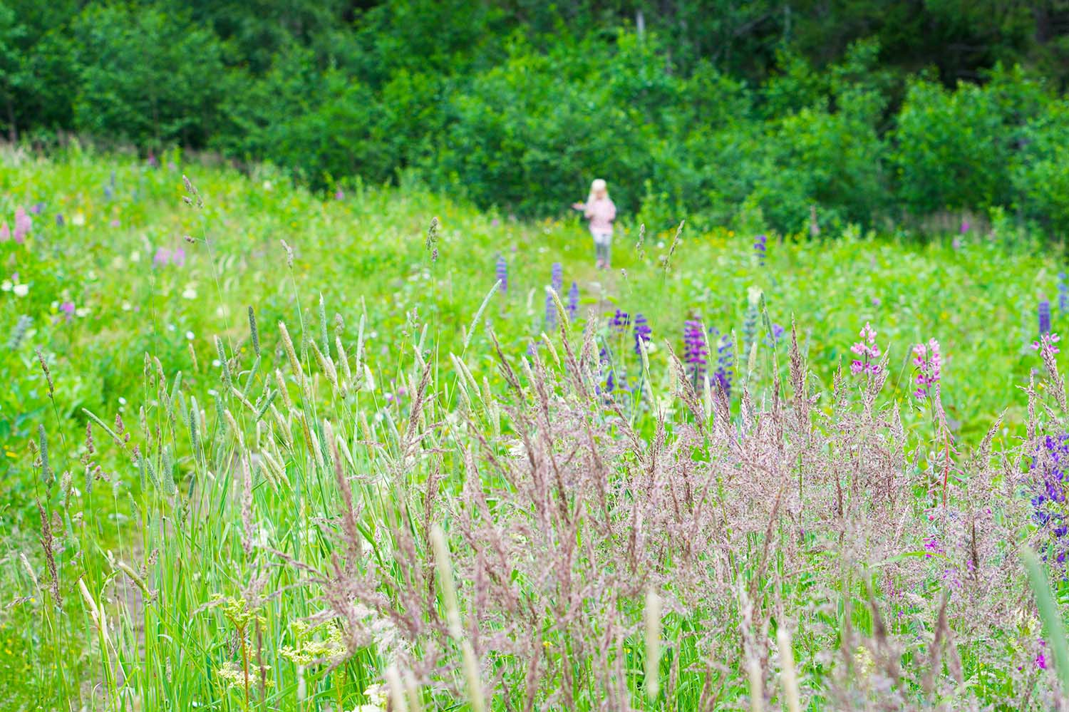 Blomplockarpromenad vid Skuleberget