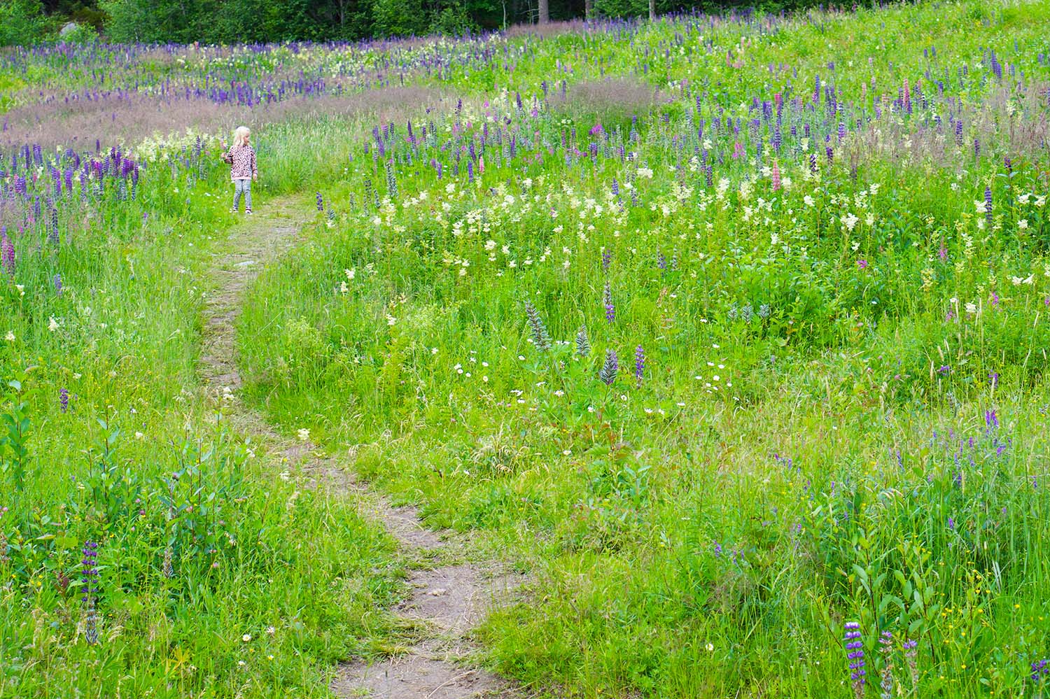 Blomplockarpromenad vid Skuleberget
