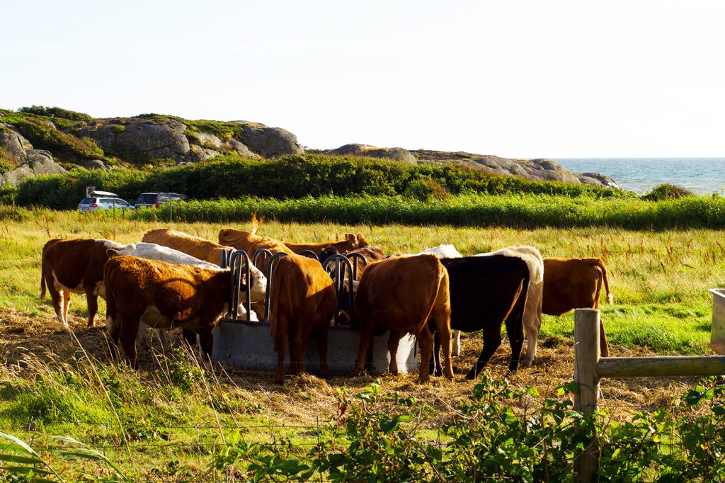 Blomplockarpromenad med barn
