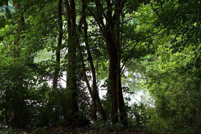 Cykling till en skog och en sjö