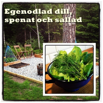 dill-sallad-spenat - Matpotpurri