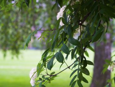 djurgarden-promenad12-1