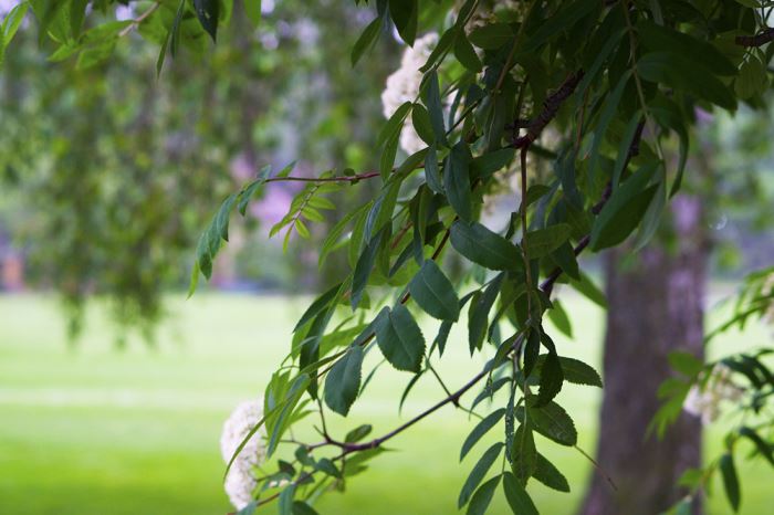 djurgarden-promenad12