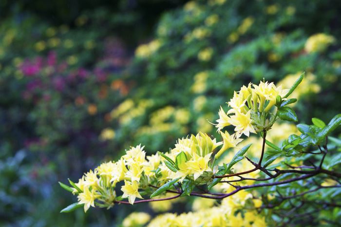 torsdagssnacket-djurgarden