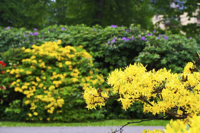 djurgarden-promenad8