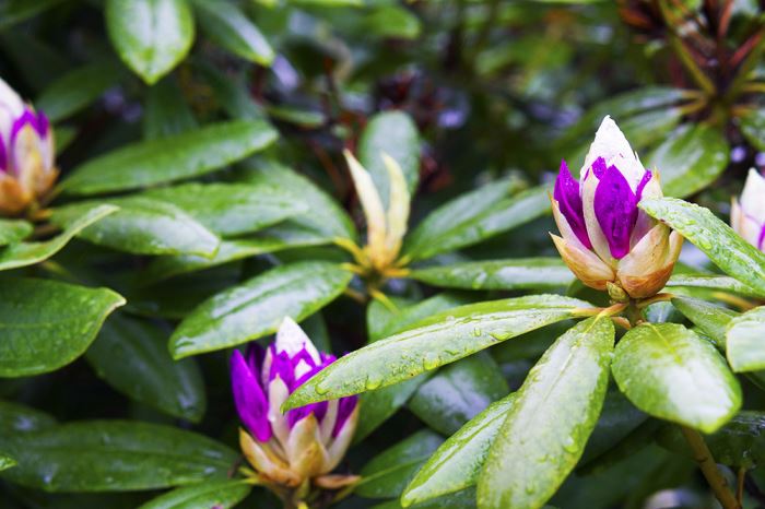 djurgarden-promenad9