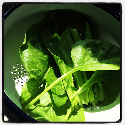 egen-spenat-och-sallad-1 - Egen sallad och spenat