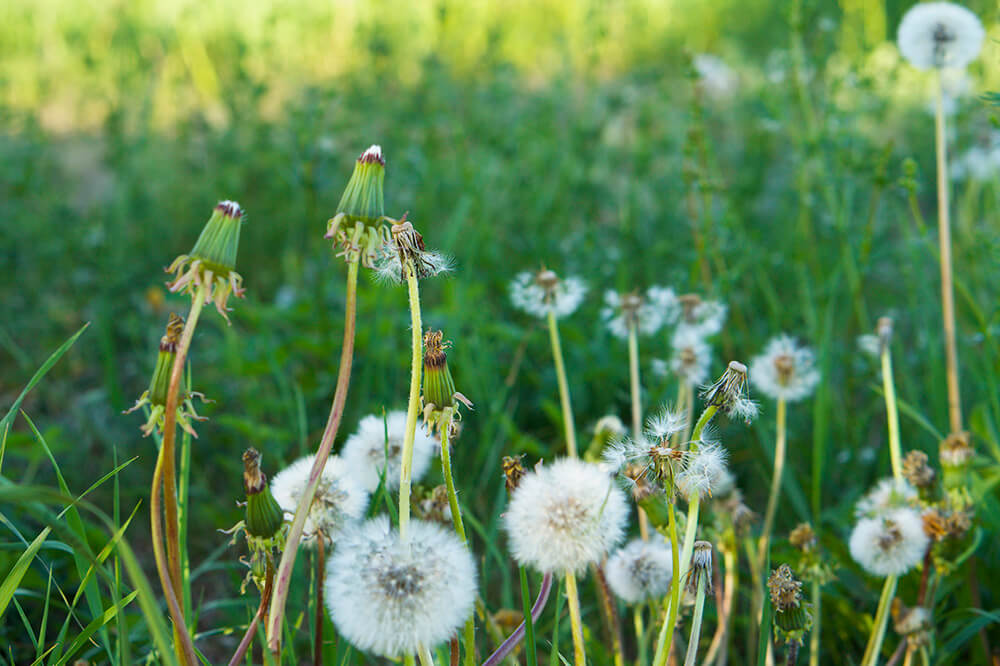 maskrosor som blommat ut