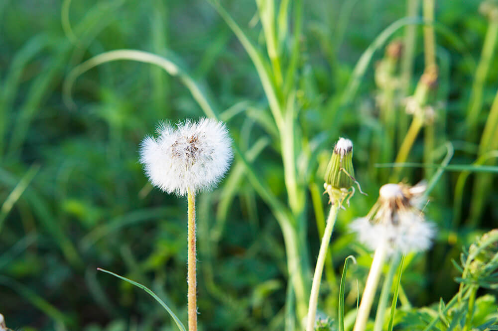 maskrosor som blommat ut