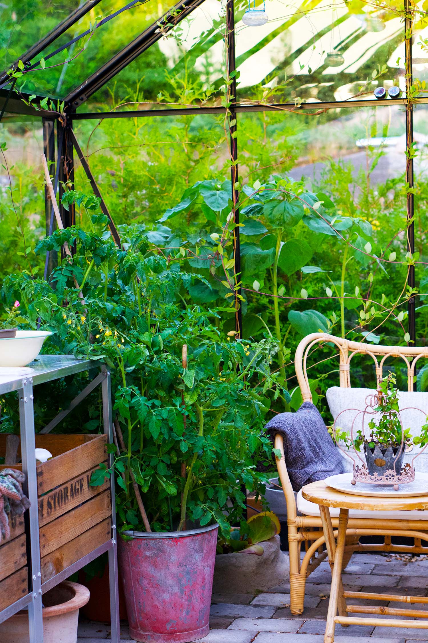 En semesterdag hemma - växthuset