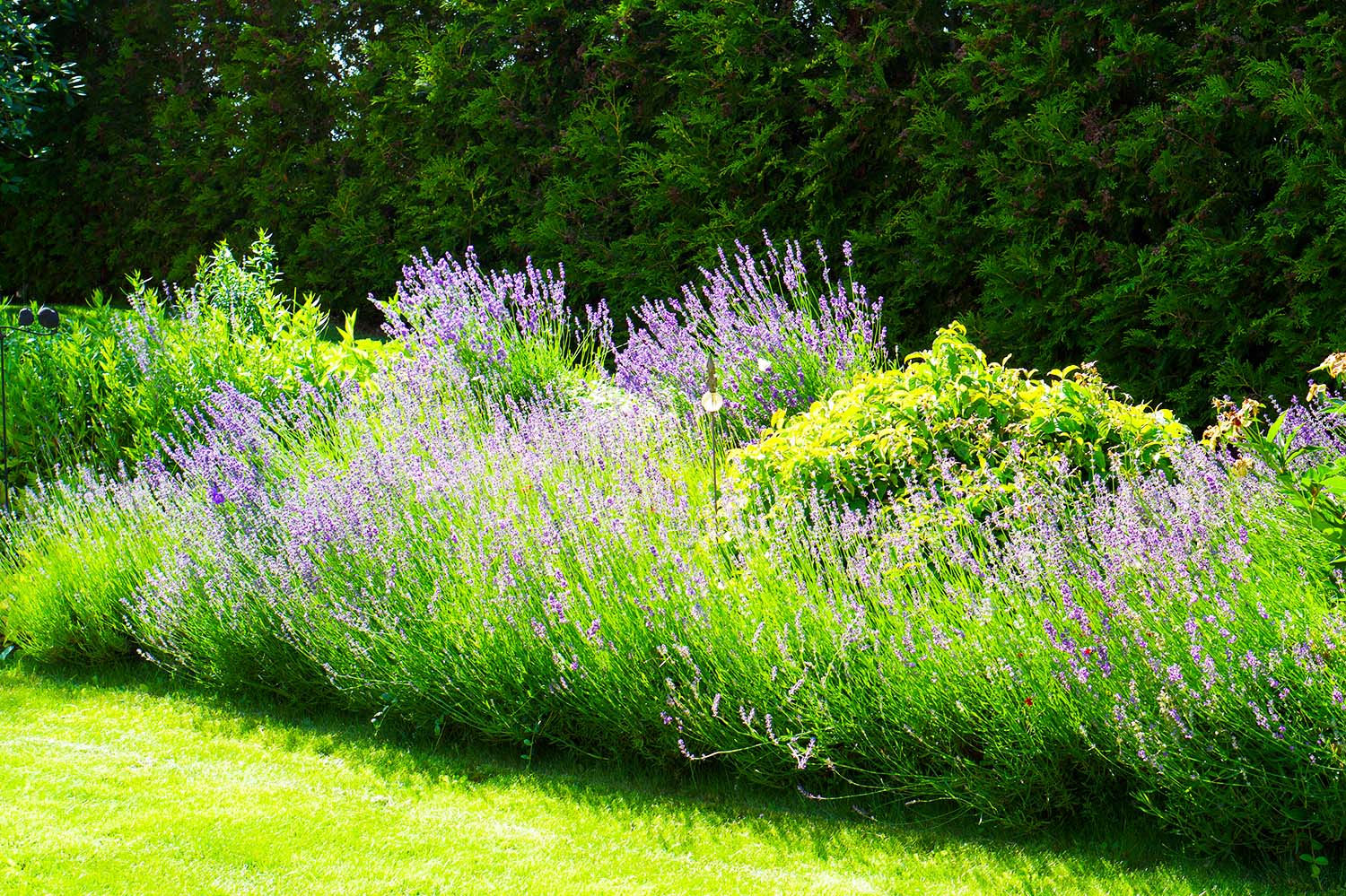En semesterdag hemma - trädgården