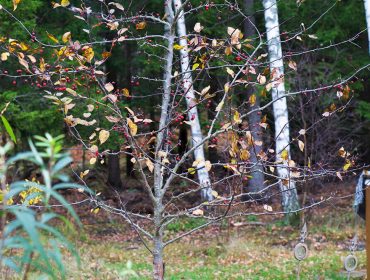 farsdag-tradgarden-1