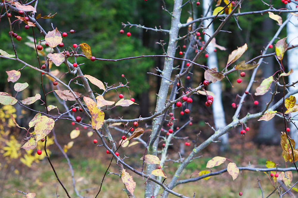 Höst i trädgården