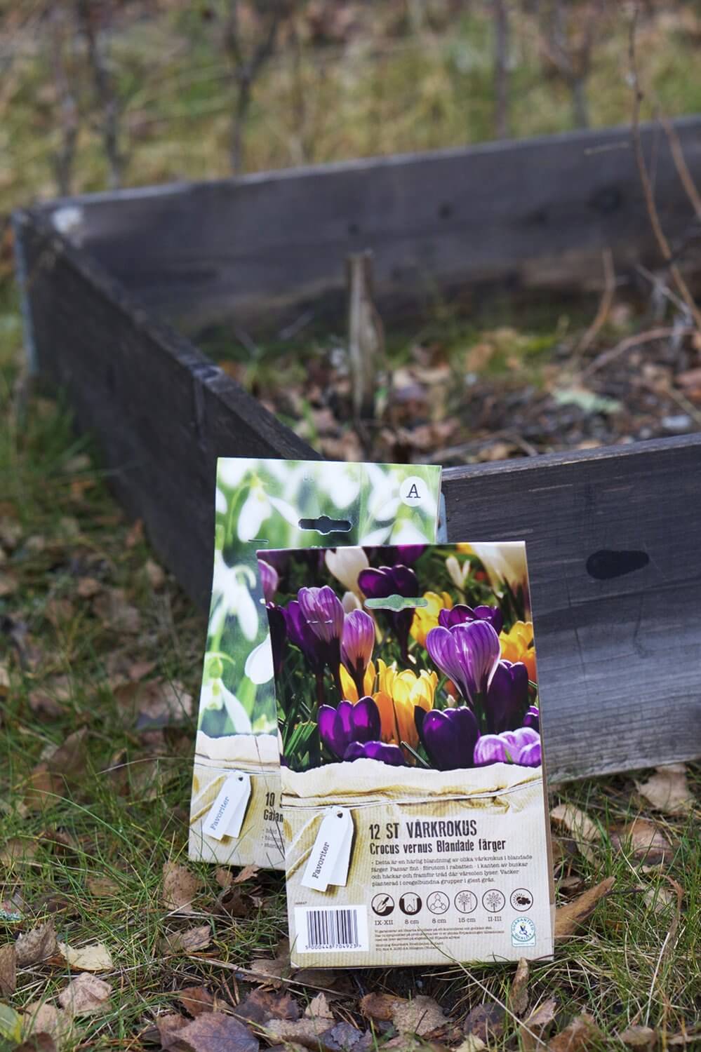 Vårlökar i trädgården