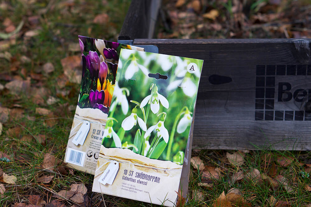 Vårlökar i trädgården