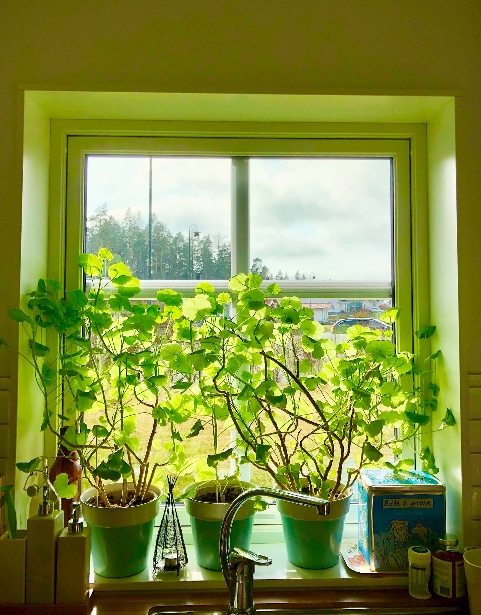 Utsikt från köksfönstret