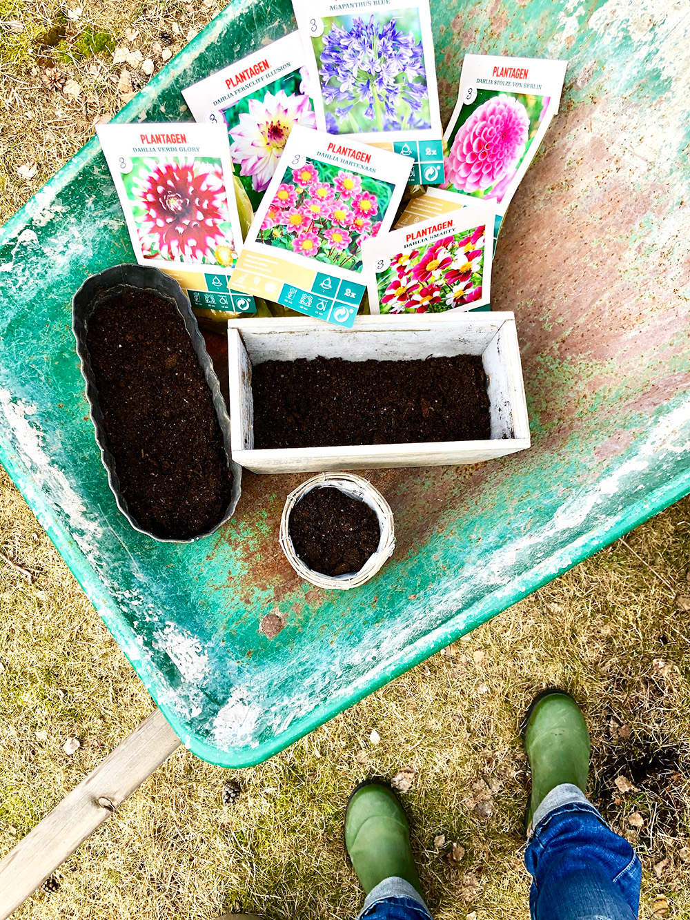 forkultivera-dahlior-2 - Förkultivera dahlia - så här gör du!