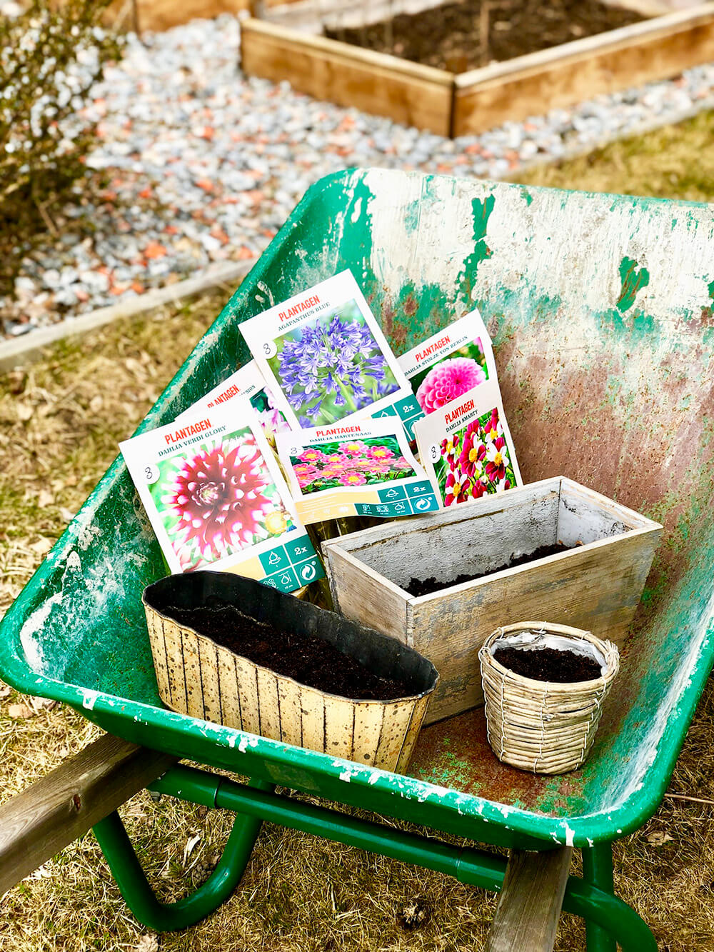 forkultivera-dahlior-3 - Förkultivera dahlia - så här gör du!