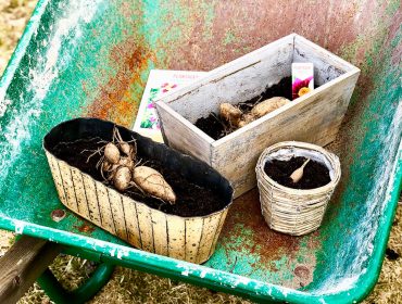 forkultivera-dahlior-4-1