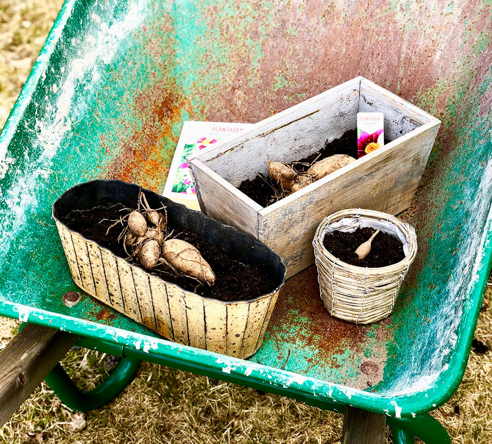 forkultivera-dahlior-4 - Förkultivera dahlia - så här gör du!