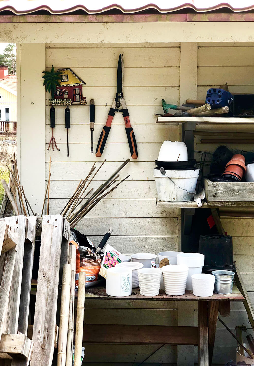 forkultivera-dahlior-5 - Förkultivera dahlia - så här gör du!