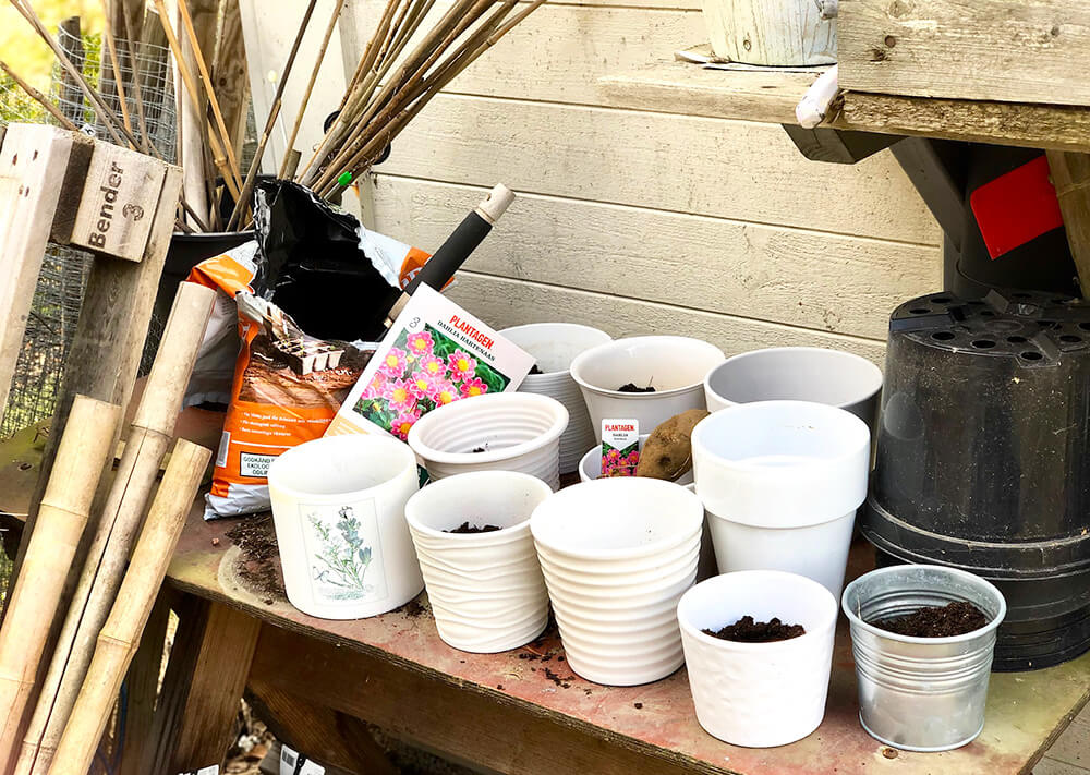 forkultivera-dahlior-6 - Förkultivera dahlia - så här gör du!