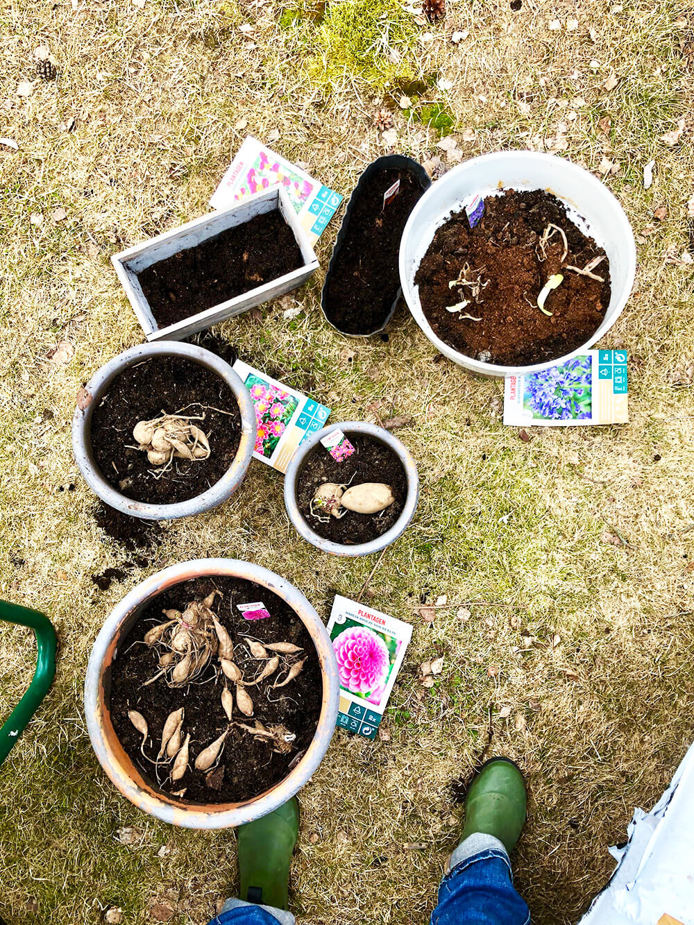 forkultivera-dahlior-7 - Förkultivera dahlia - så här gör du!