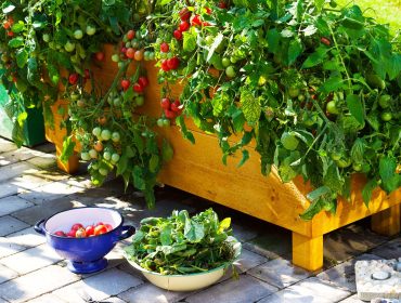 fran-fro-till-tomatplanta-1