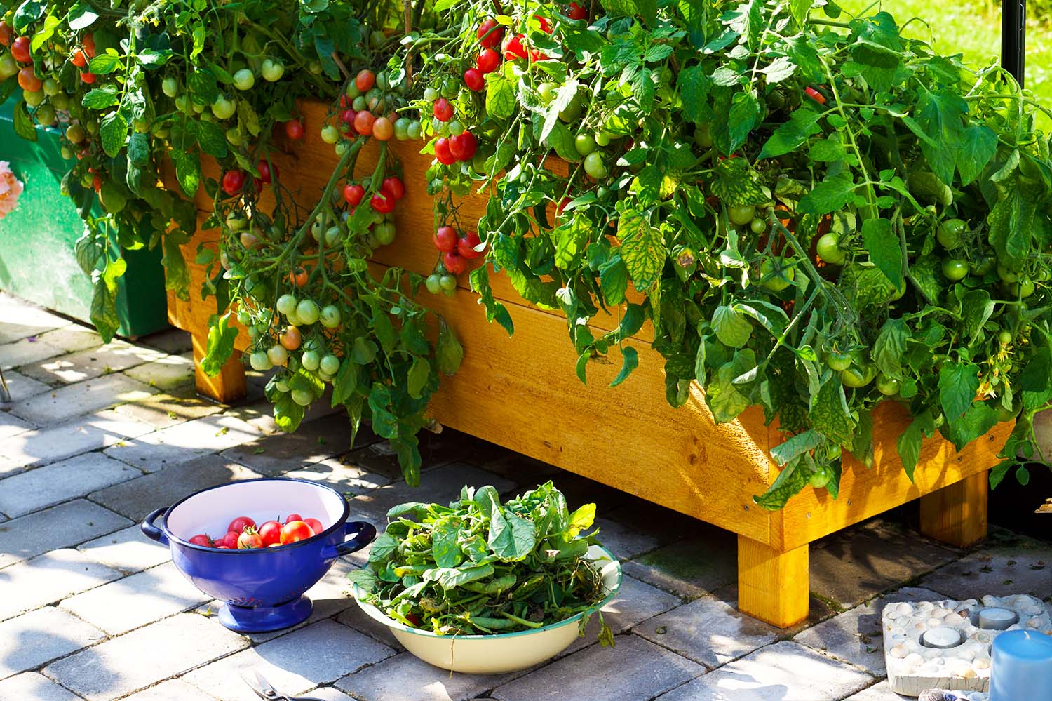 Från frö till tomatplanta