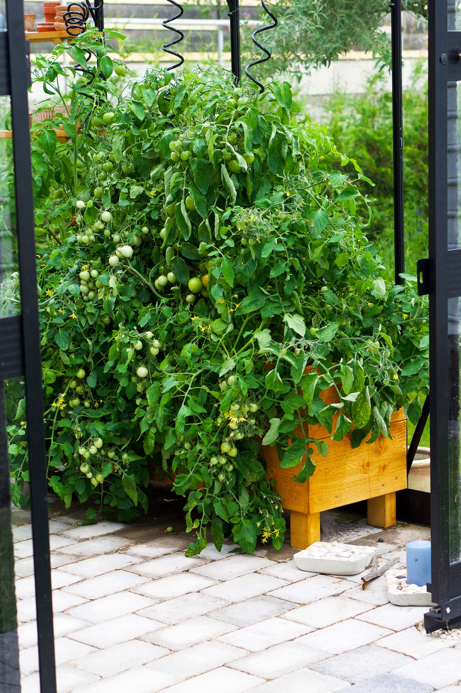 Våra tomatplantor - sommaren 2020