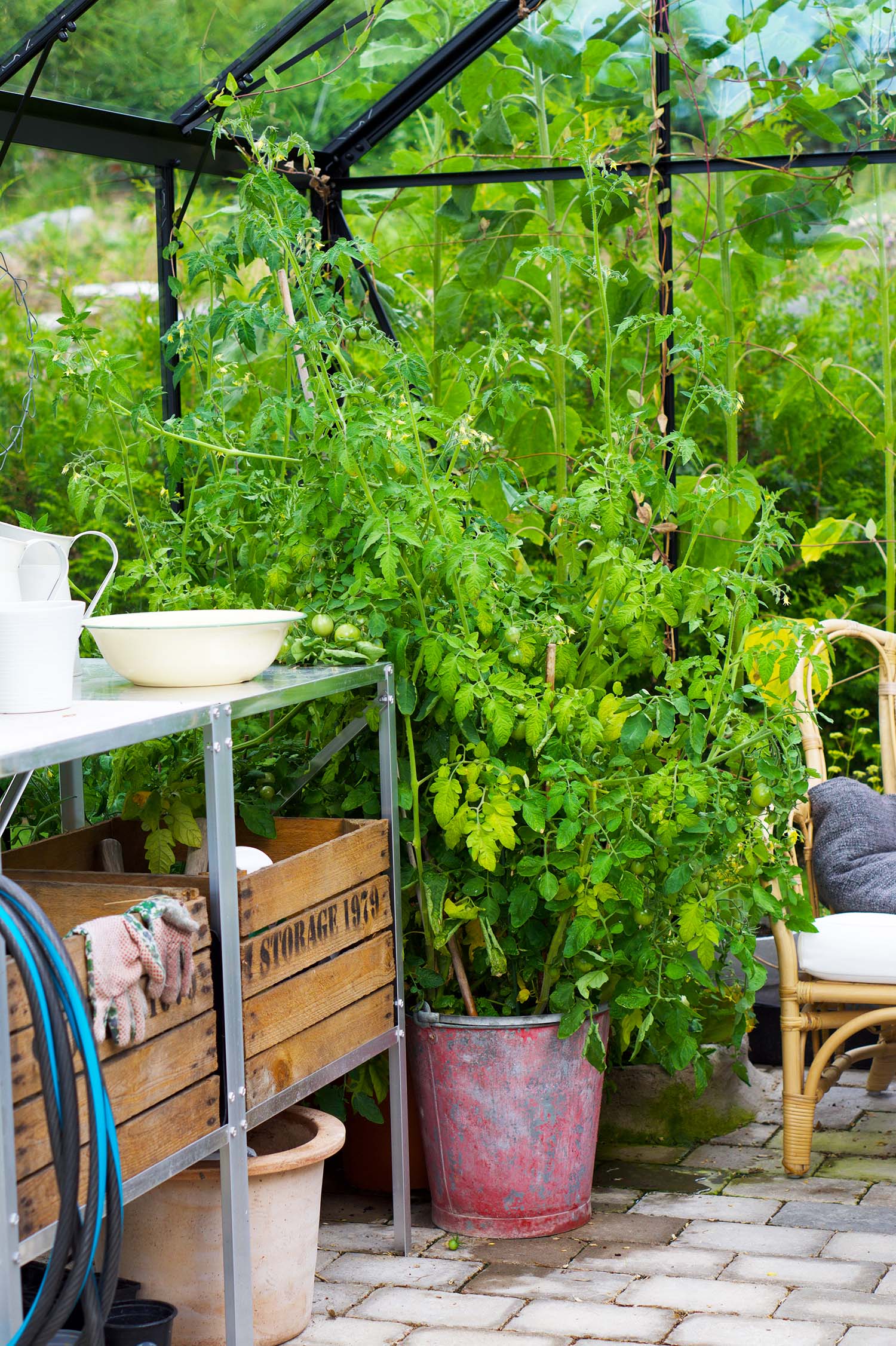 Våra tomatplantor - sommaren 2020