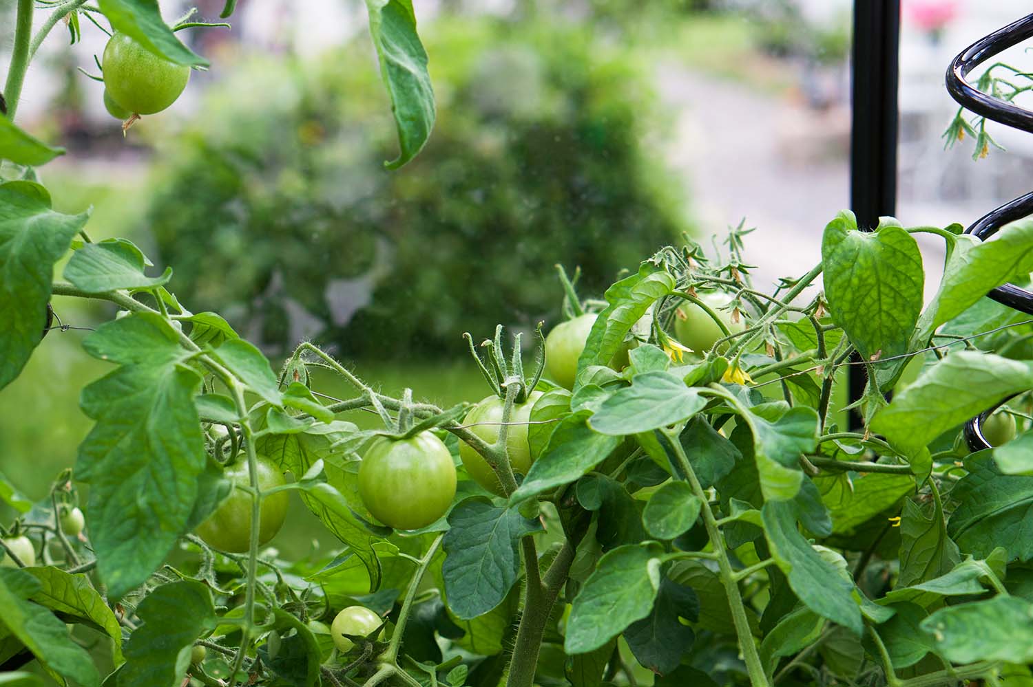Våra tomatplantor - sommaren 2020