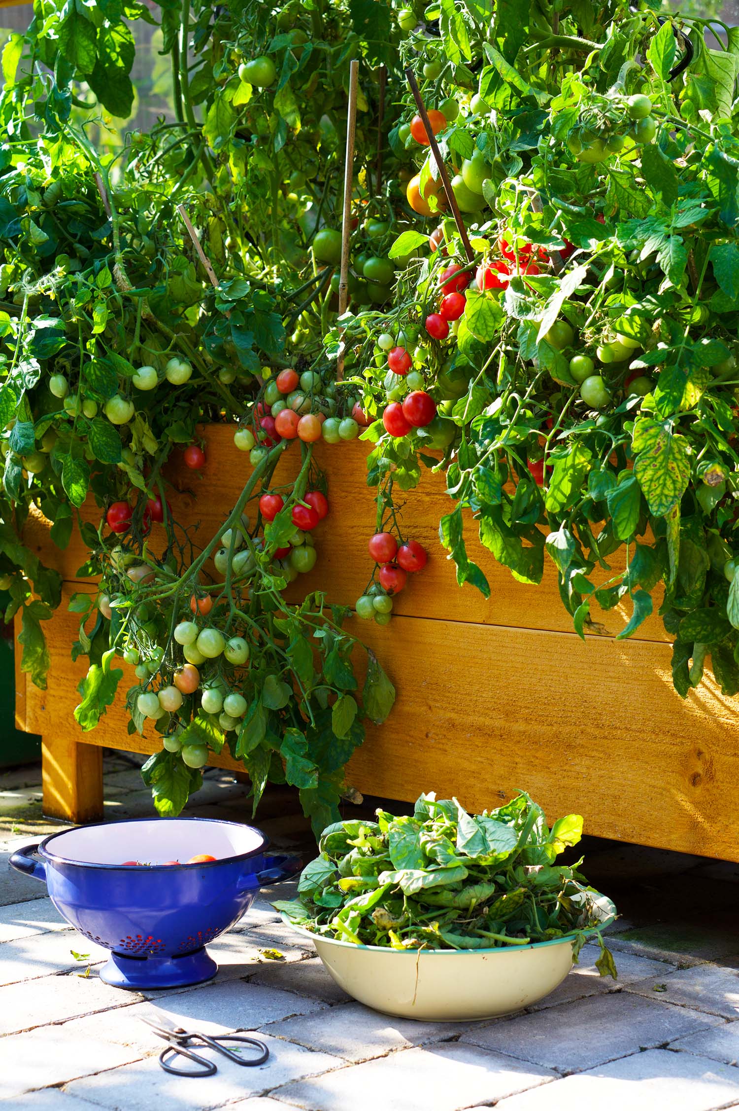 Våra tomatplantor - sommaren 2020