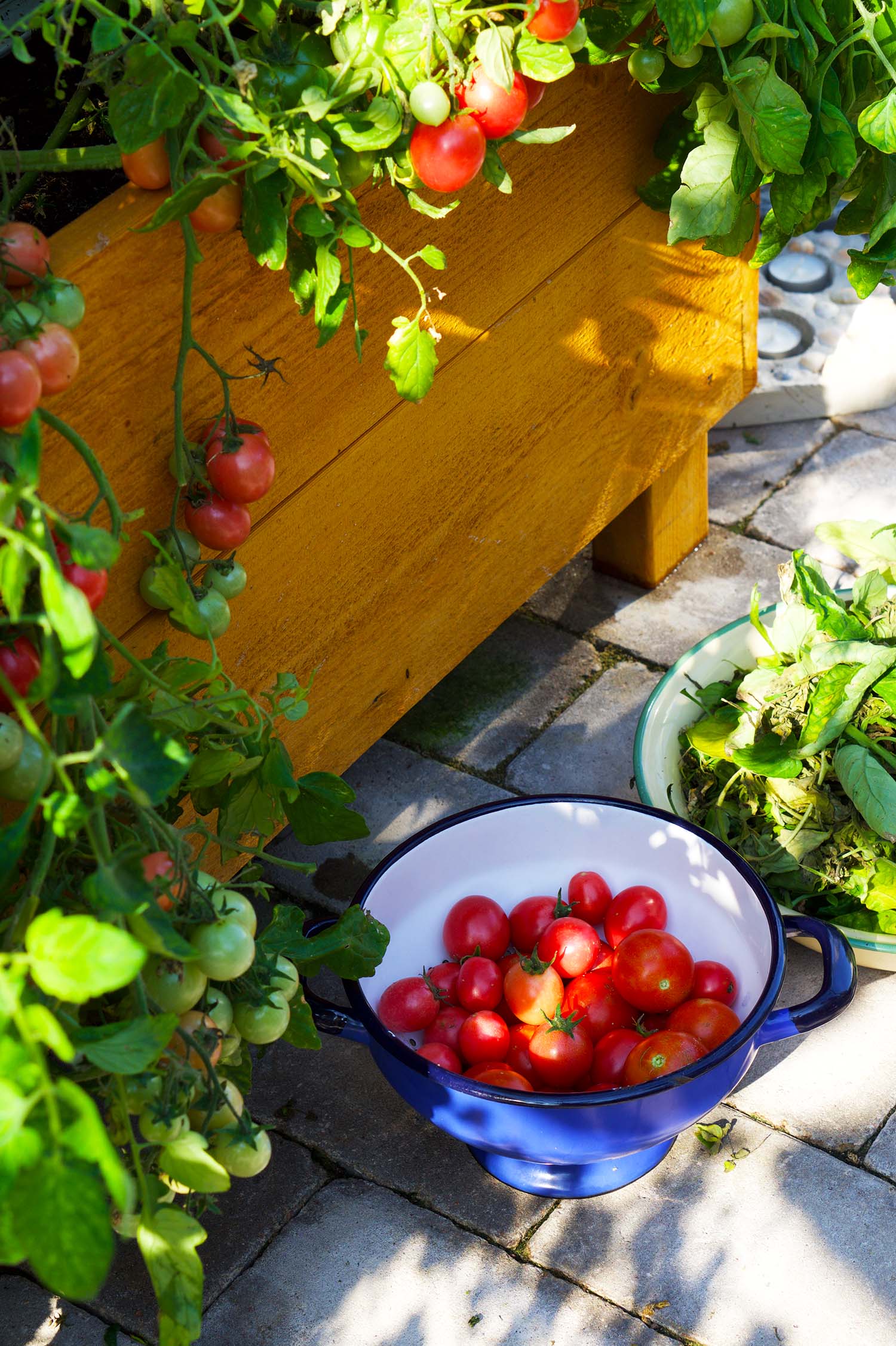Våra tomatplantor - sommaren 2020