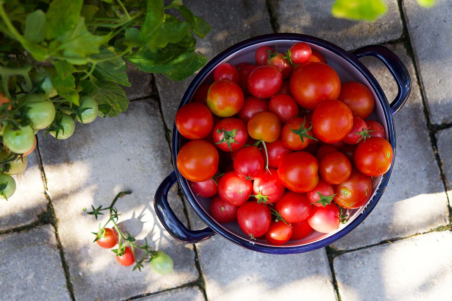 Våra tomatplantor - sommaren 2020