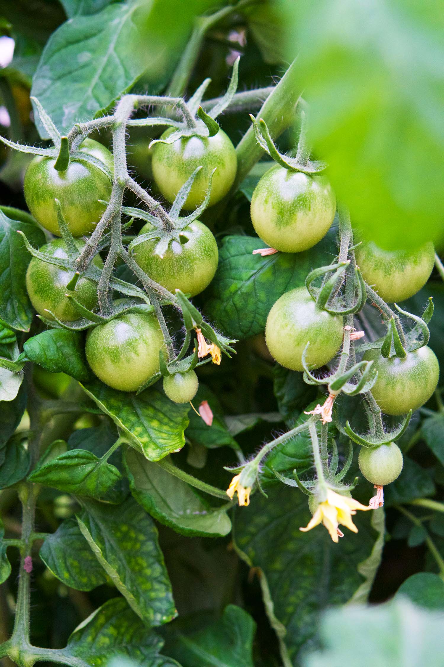 Våra tomatplantor - sommaren 2020