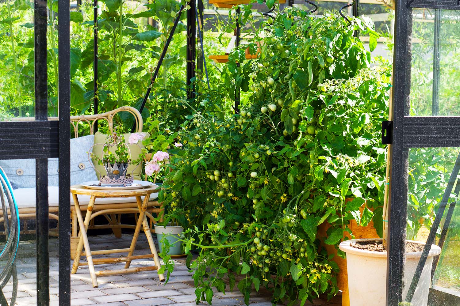 Våra tomatplantor - sommaren 2020