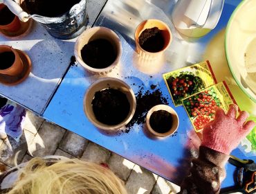 frasa-tomatplantor-3