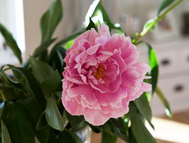 fredagsbuketten-pion-1