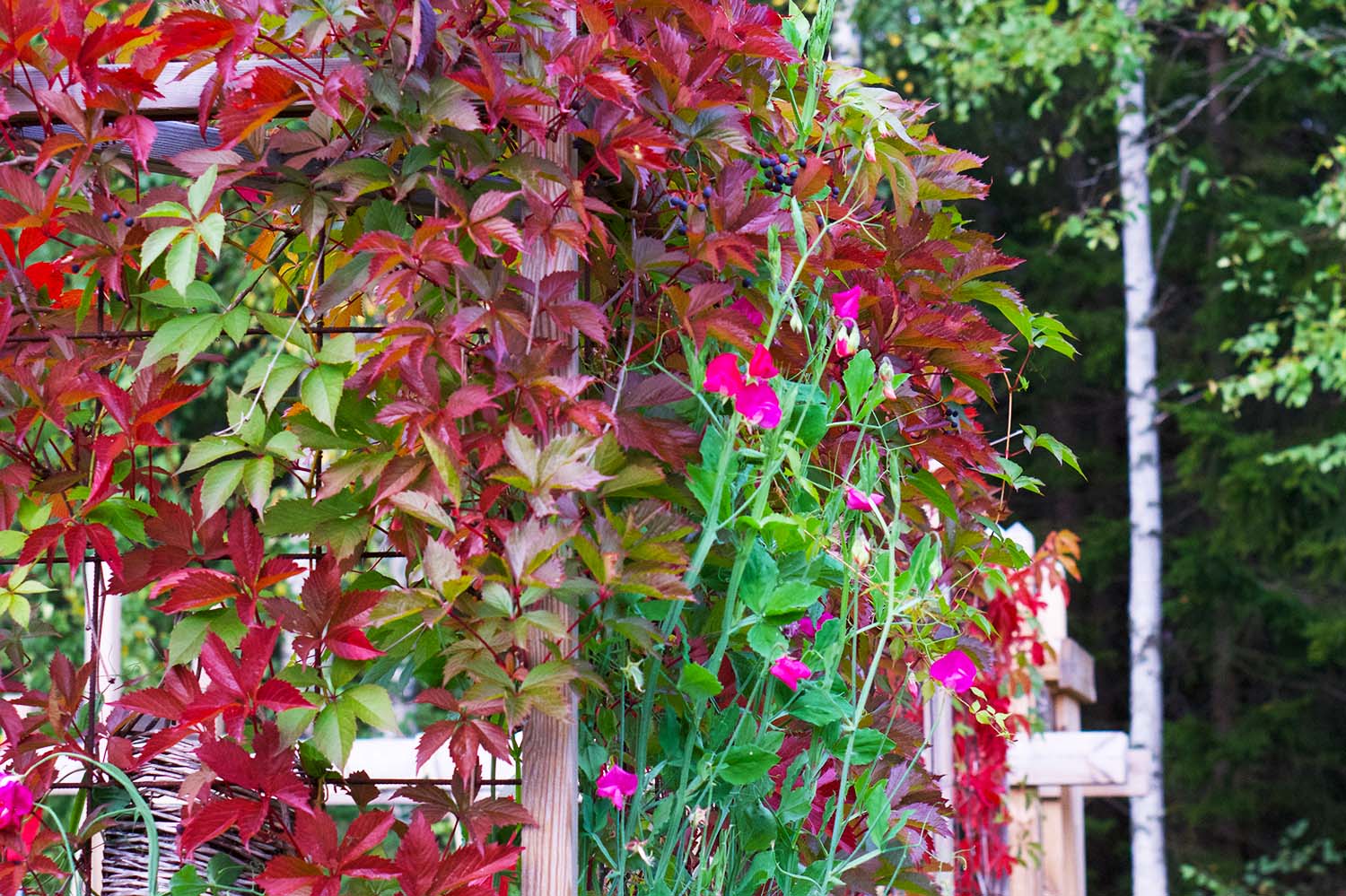 Fröså luktärtor - steg för steg