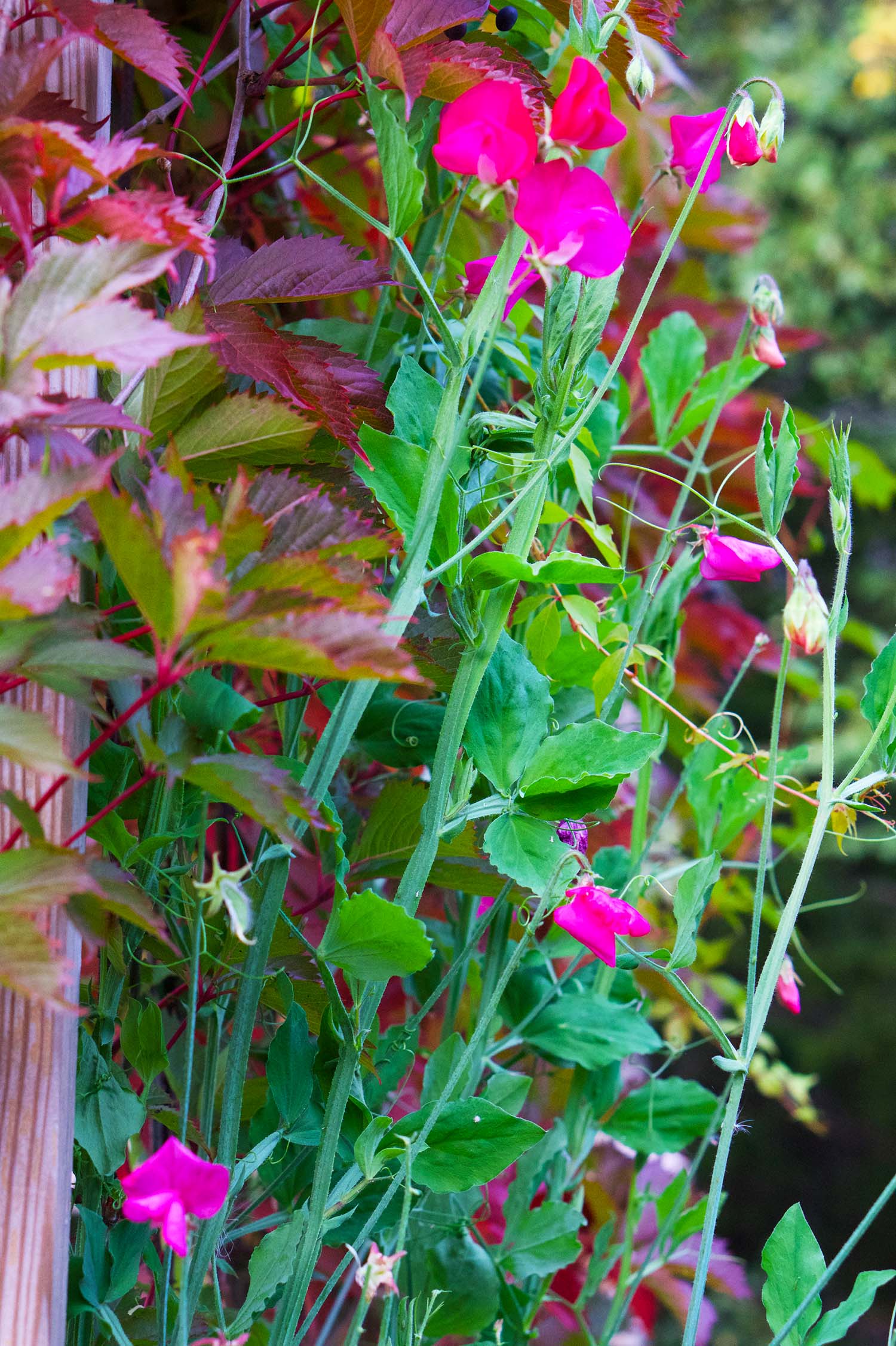 Vackra luktärtor på sensommaren