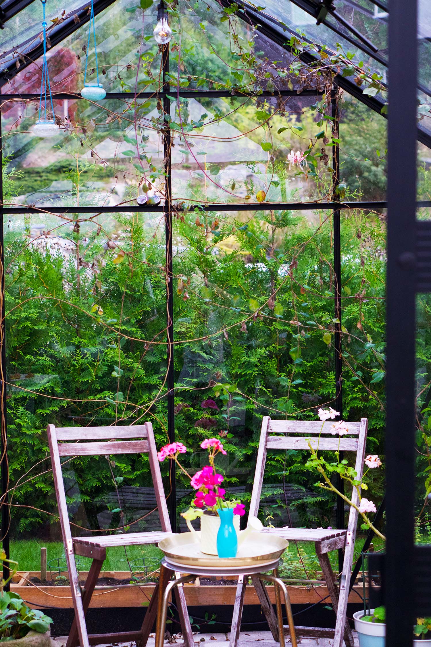 Luktärtor i vas i växthuset