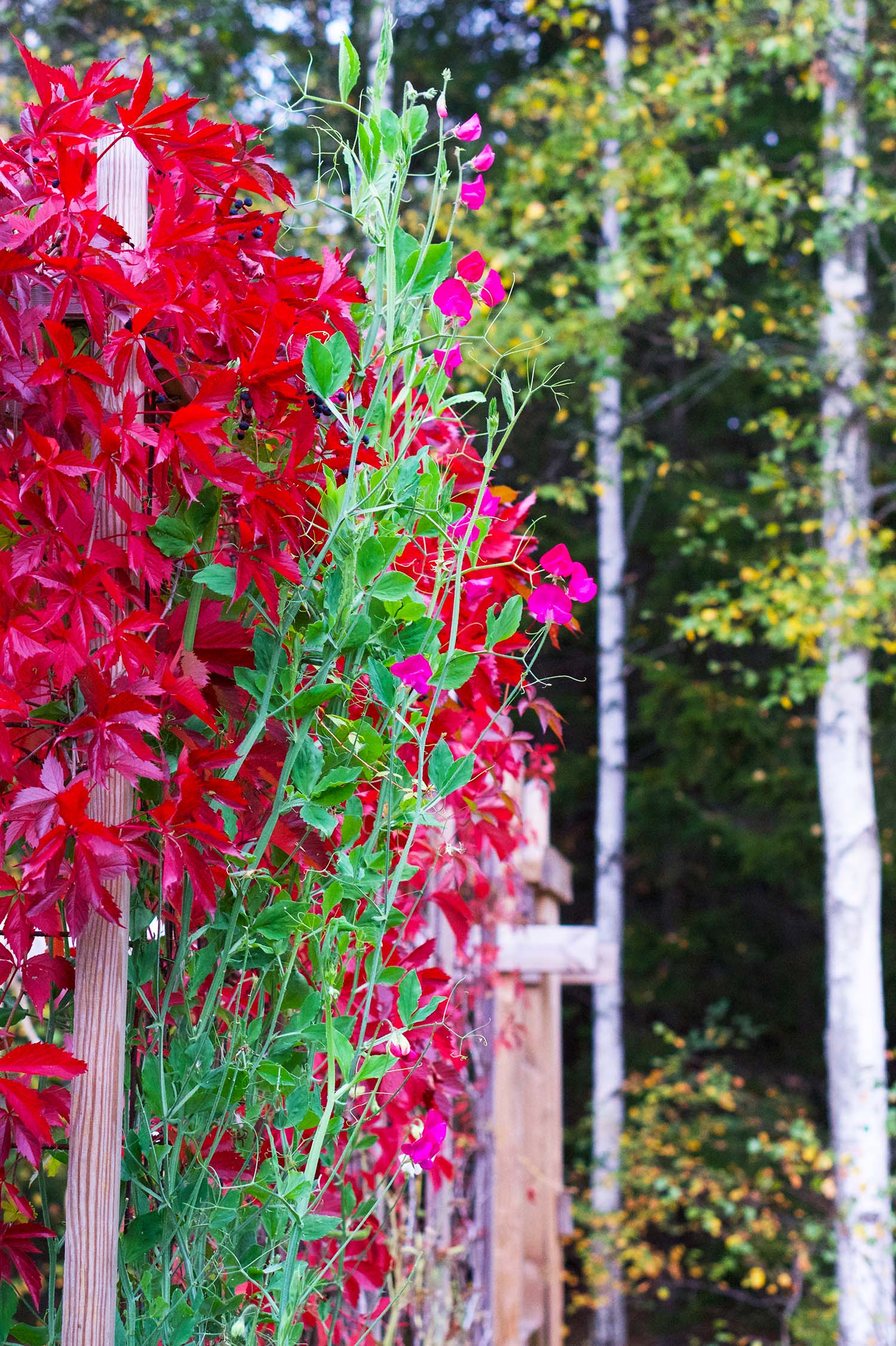 Vackra luktärtor på sensommaren