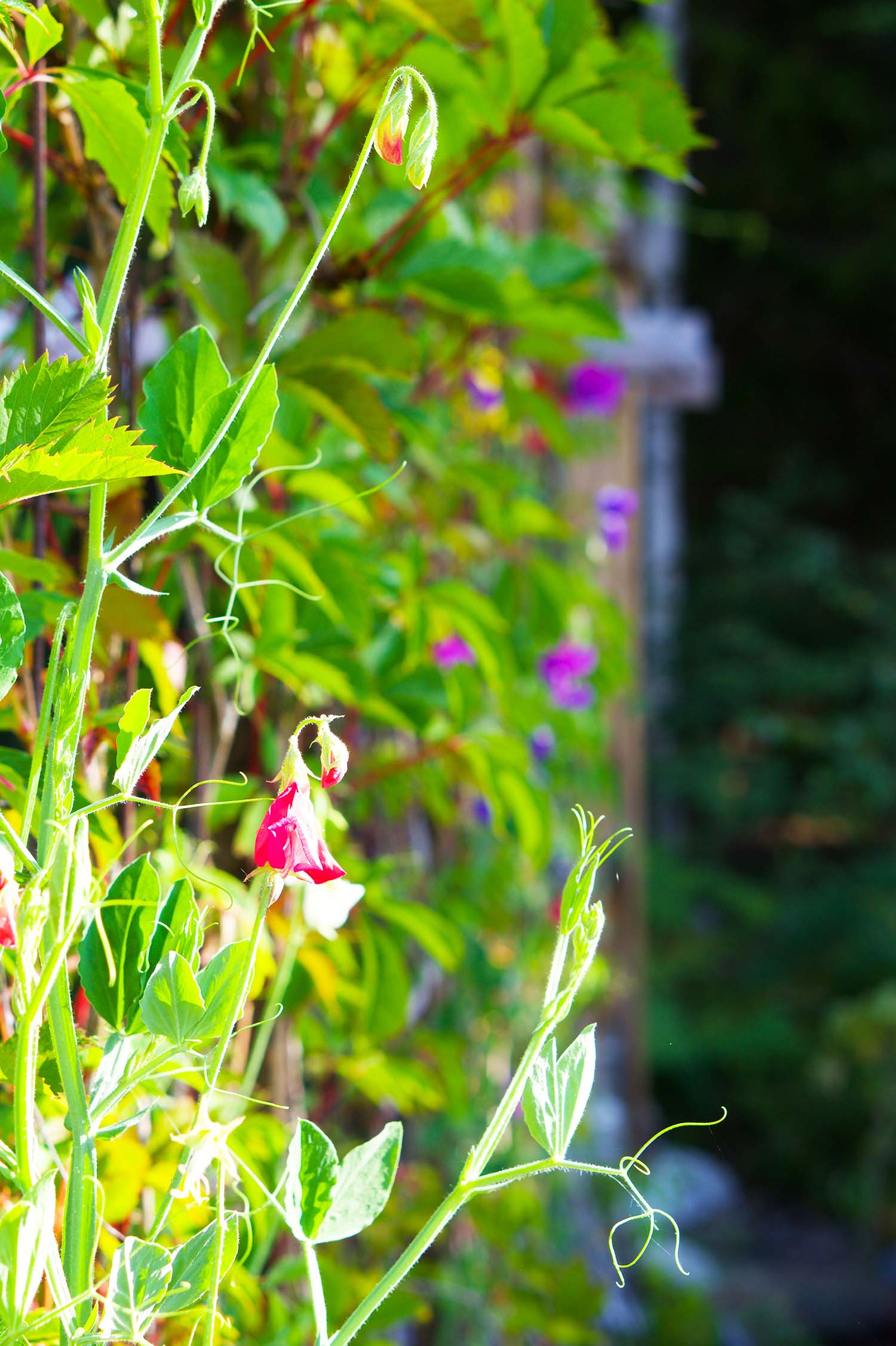 Fröså luktärtor - steg för steg