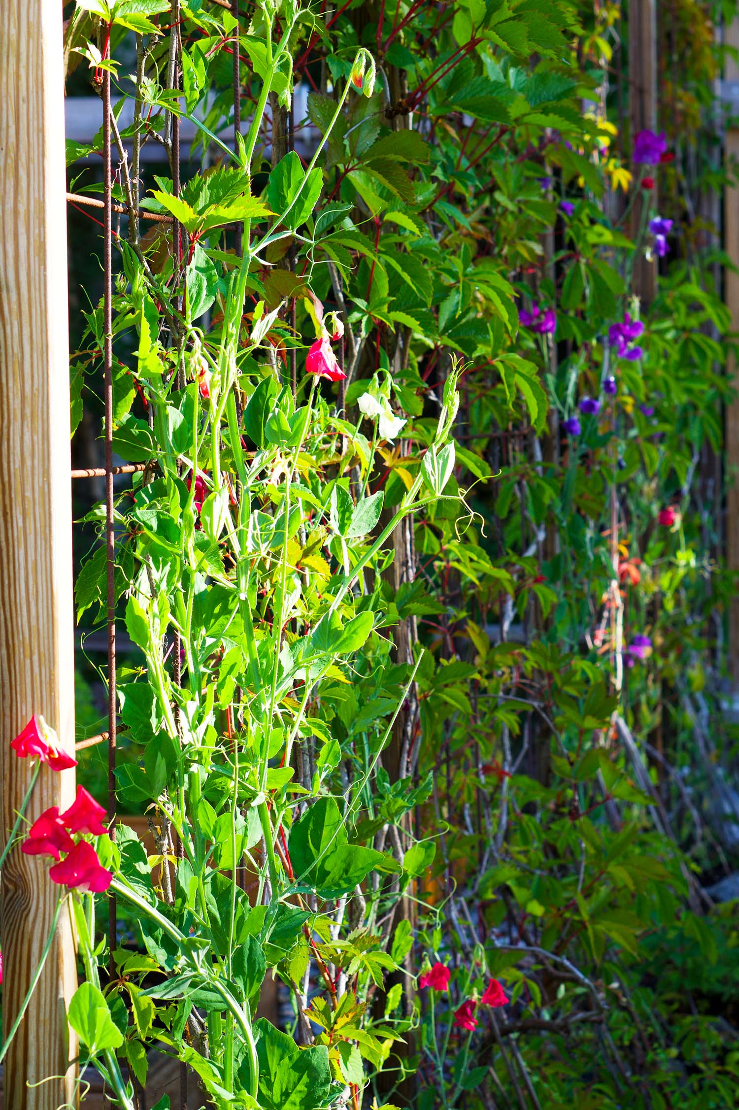 Fröså luktärtor - steg för steg