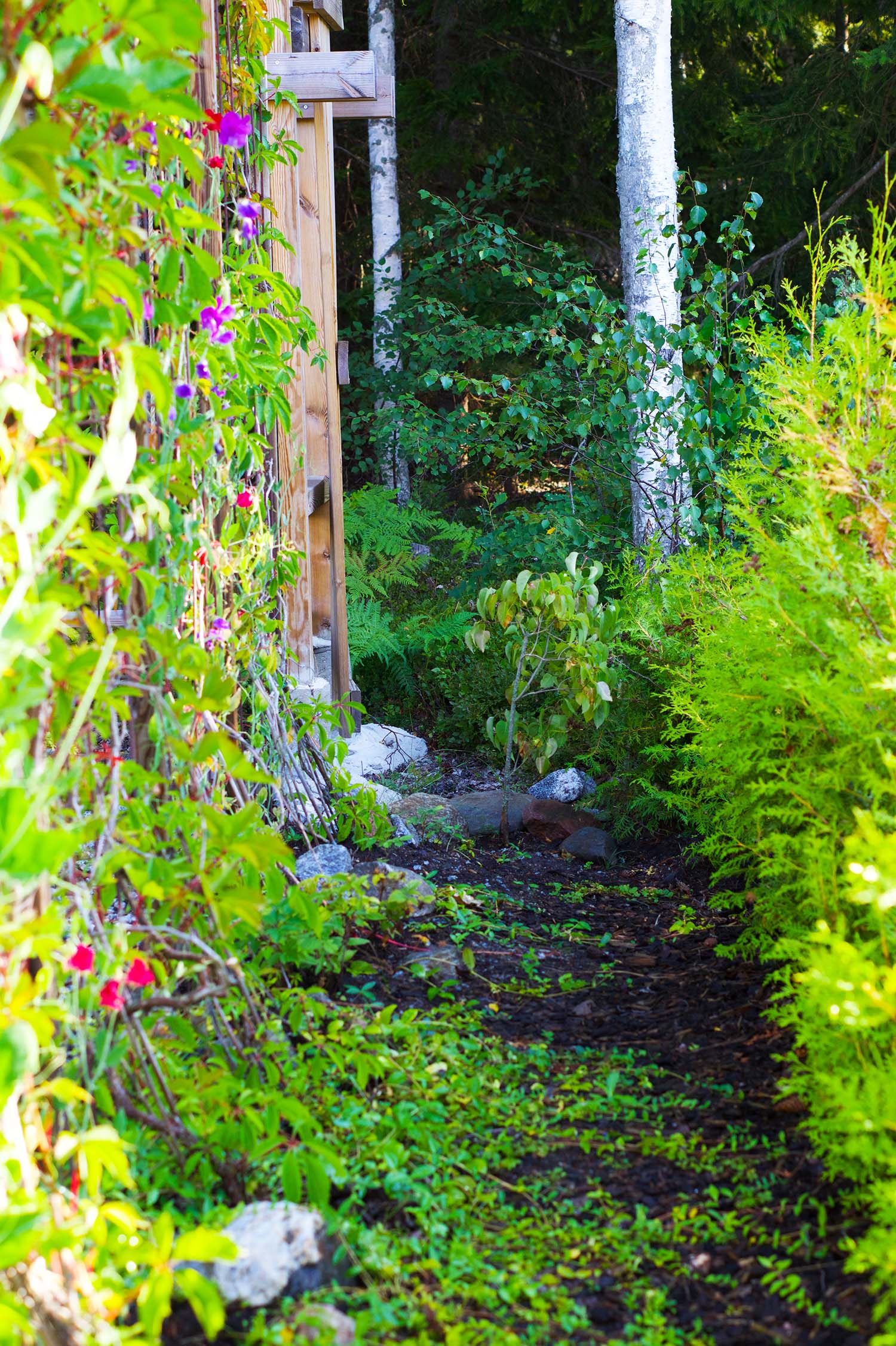 Fröså luktärtor - steg för steg