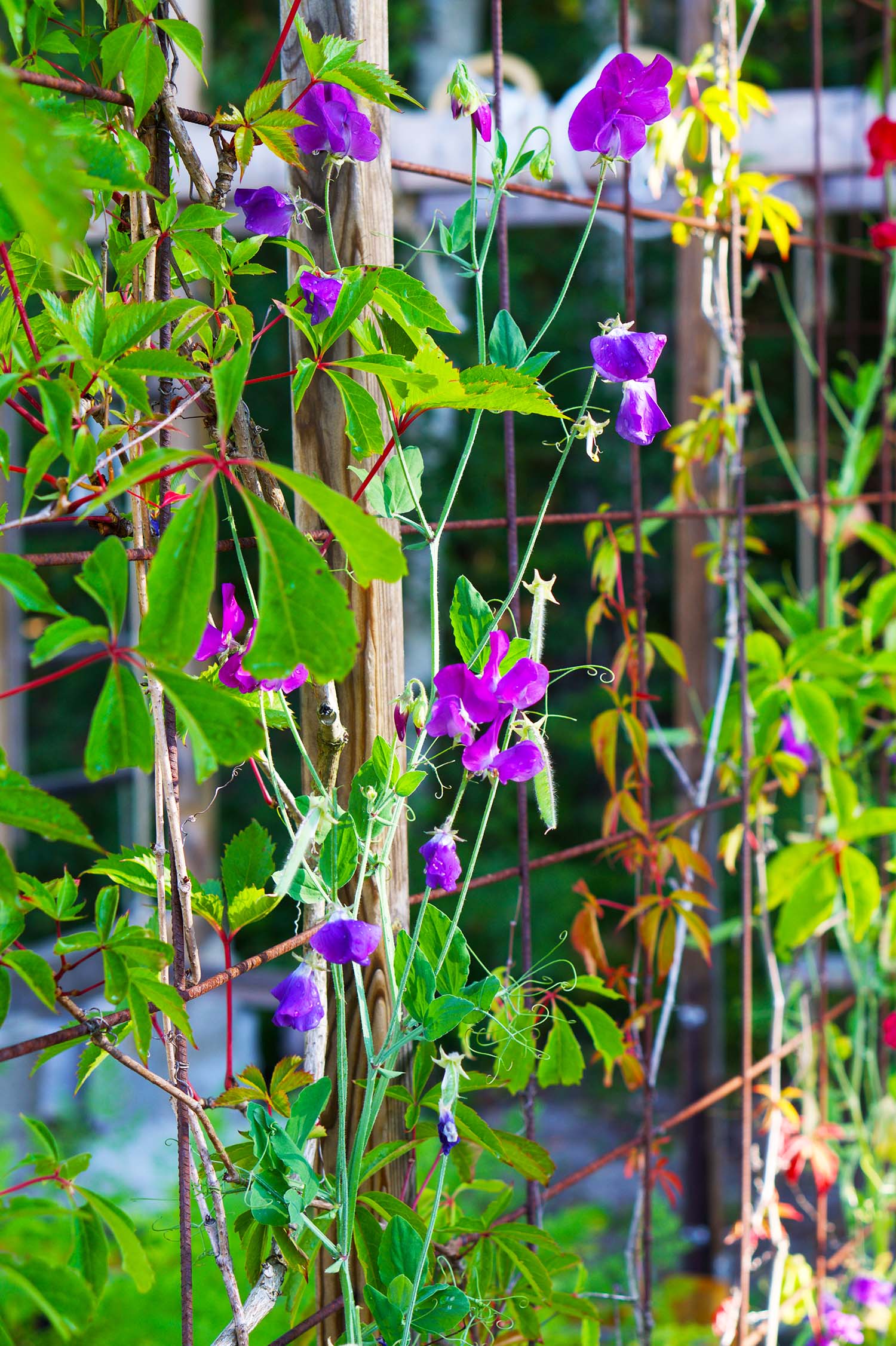 Fröså luktärtor - steg för steg