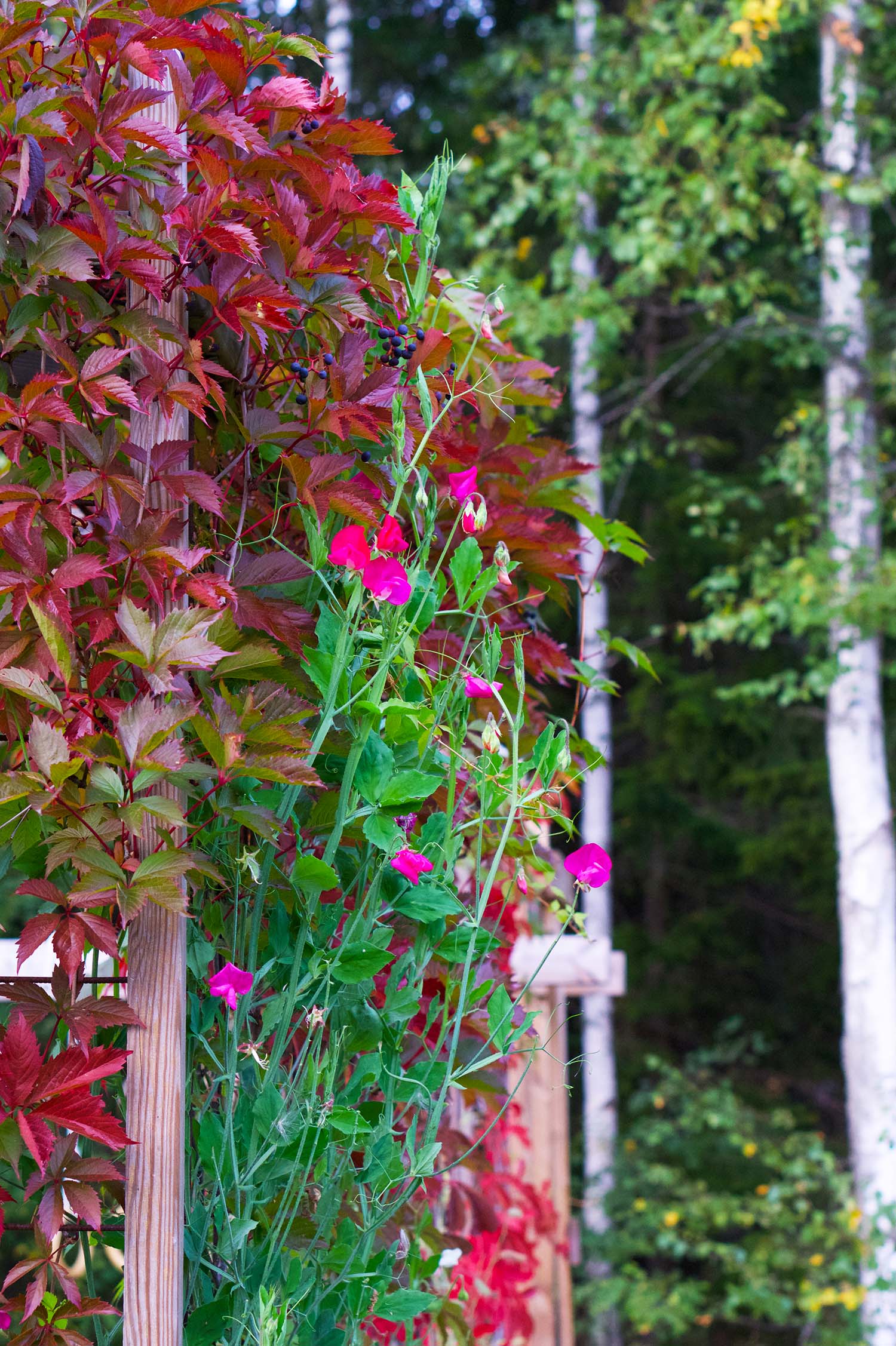 Vackra luktärtor på sensommaren