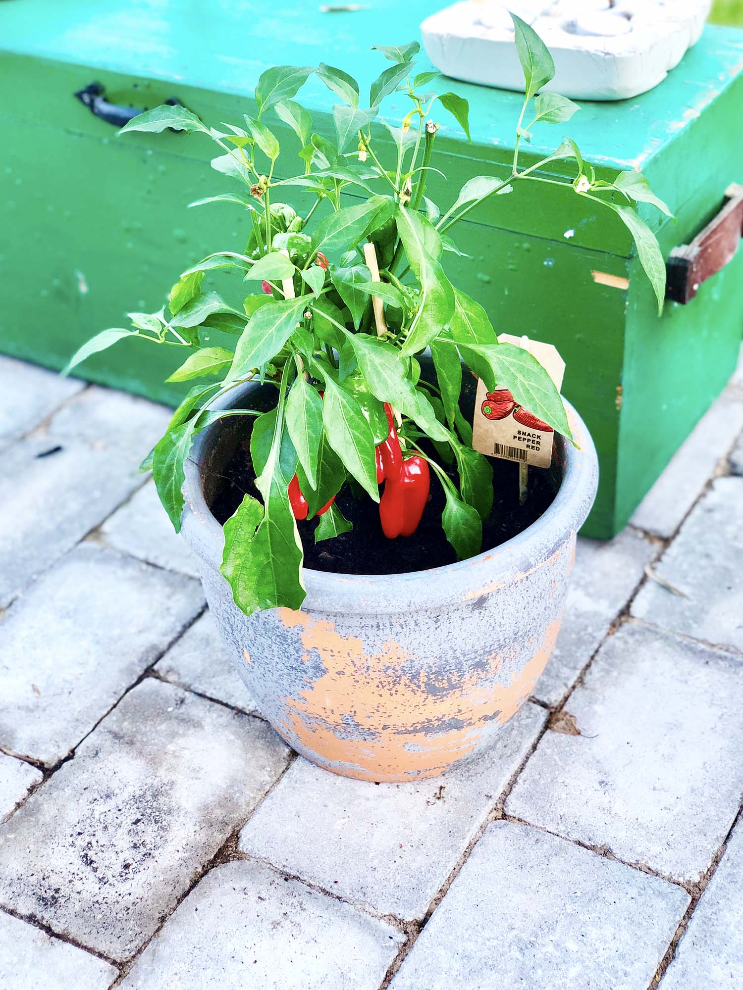 Chiliplanta