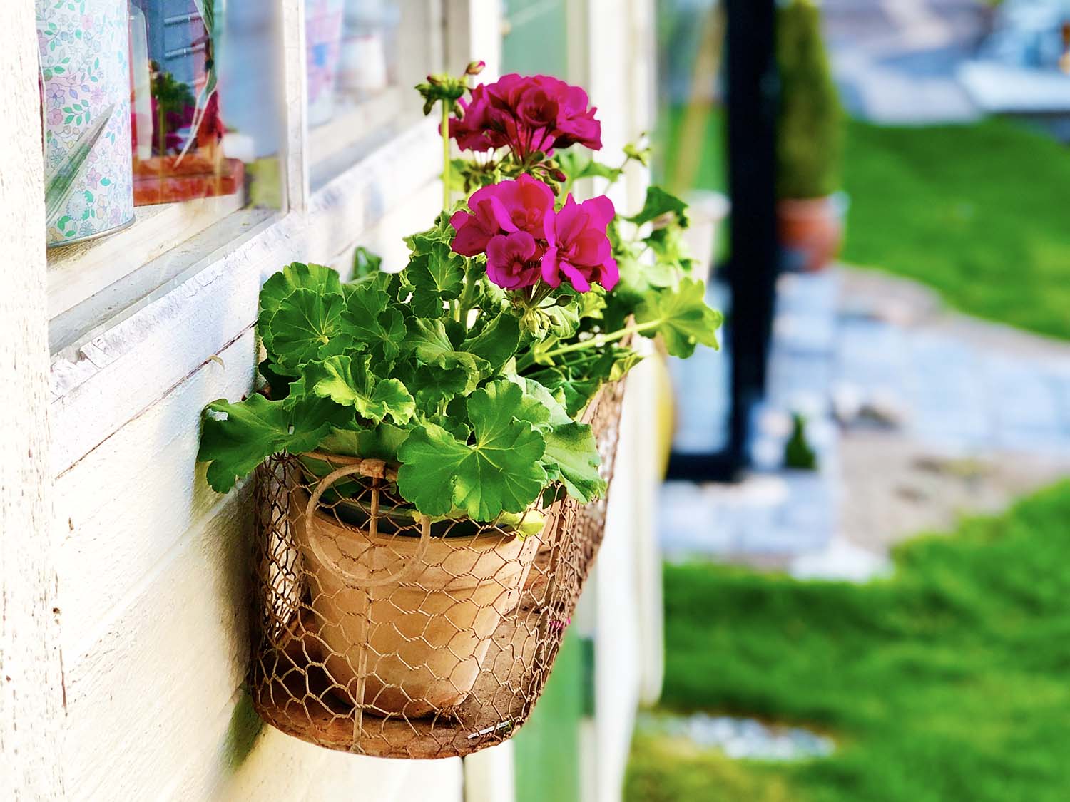 Pelargoner